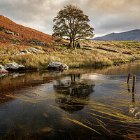 Buy canvas prints of Llyn Dywarchen by Rory Trappe