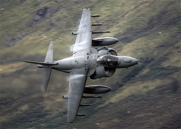 Harrier through the gap Picture Board by Rory Trappe