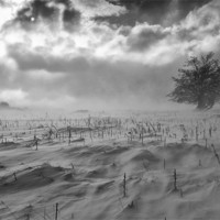 Buy canvas prints of Tree in a blizzard - Blaenau Ffestiniog by Rory Trappe