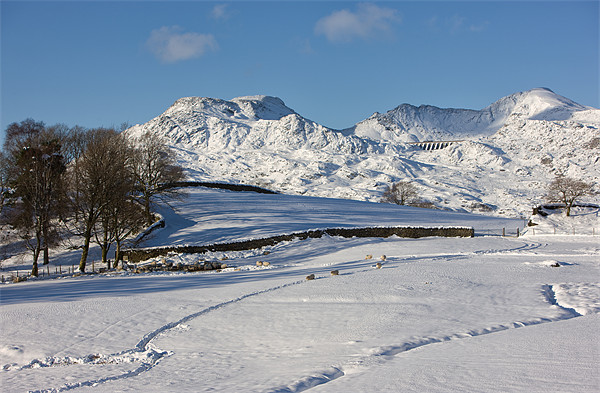 Moelwyn range with snow tracks Picture Board by Rory Trappe