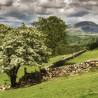 Buy canvas prints of Summer scene at Ffestiniog by Rory Trappe