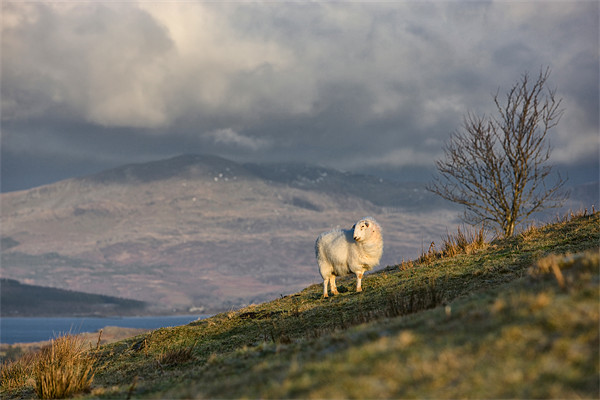 Sheep on a hill Picture Board by Rory Trappe