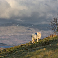 Buy canvas prints of Sheep on a hill by Rory Trappe