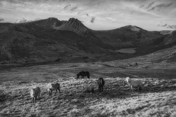 Tryfan and the Carneddau ponies in the Ogwen Valle Picture Board by Rory Trappe