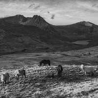 Buy canvas prints of Tryfan and the Carneddau ponies in the Ogwen Valle by Rory Trappe