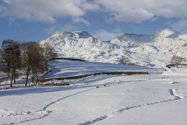 Moelwyn range in snow Picture Board by Rory Trappe