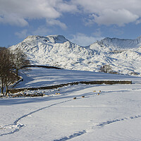 Buy canvas prints of Moelwyn range in snow by Rory Trappe