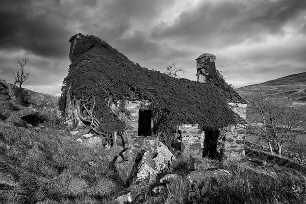 When nature takes over Picture Board by Rory Trappe