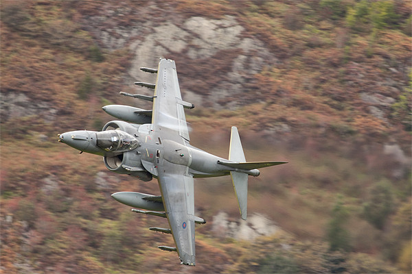 Harrier at Corris Picture Board by Rory Trappe