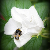 Buy canvas prints of Busy Bee by Jacqui Kilcoyne