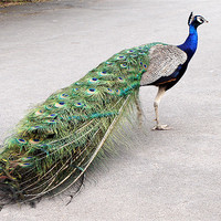Buy canvas prints of Proud as a Peacock by Jacqui Kilcoyne