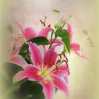 Buy canvas prints of Lovely Lillies. by Jacqui Kilcoyne