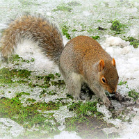 Buy canvas prints of Snowy Squirrel by Jacqui Kilcoyne