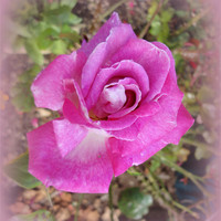 Buy canvas prints of Lilac Rose. by Jacqui Kilcoyne