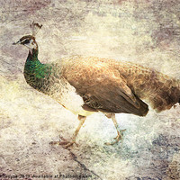 Buy canvas prints of Peahen takes a Stroll by Jacqui Kilcoyne