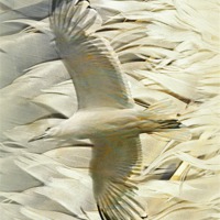 Buy canvas prints of Feathers on Feathers by Jacqui Kilcoyne