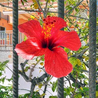 Buy canvas prints of Red Hibiscus by Jacqui Kilcoyne