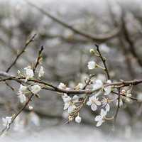 Buy canvas prints of The Promise of Spring by Jacqui Kilcoyne