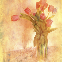 Buy canvas prints of Tulip Time by Jacqui Kilcoyne