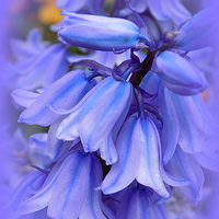 Buy canvas prints of Bluebells from the Garden by Jacqui Kilcoyne