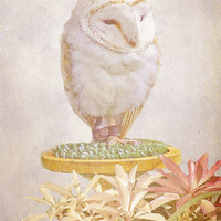 Buy canvas prints of White Owl by Jacqui Kilcoyne