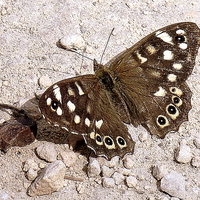 Buy canvas prints of Speckled Wood Butterfly  by Jacqui Kilcoyne