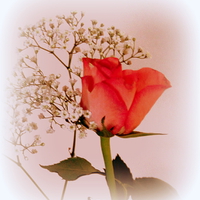 Buy canvas prints of A Rose for Love  by Jacqui Kilcoyne
