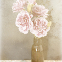 Buy canvas prints of  Pink Carnations by Jacqui Kilcoyne