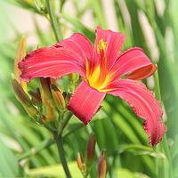 Buy canvas prints of  Red Lily by Jacqui Kilcoyne