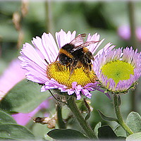 Buy canvas prints of Busy Bee by Jacqui Kilcoyne