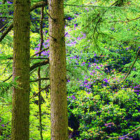 Buy canvas prints of A Forest View by Jacqui Kilcoyne