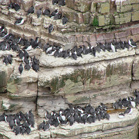 Buy canvas prints of Guillemots by Moira Campbell