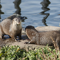 Buy canvas prints of  Otters by Irene Burdell