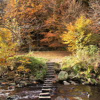 Buy canvas prints of  Autumn  Colours  by Irene Burdell