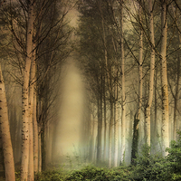 Buy canvas prints of  Birch Trees in the mist. by Irene Burdell