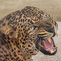 Buy canvas prints of The Jaguar by Irene Burdell