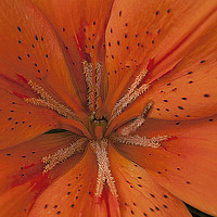 Buy canvas prints of Orange Lily. by Irene Burdell