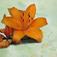 Buy canvas prints of Lilies and butterfly . by Irene Burdell