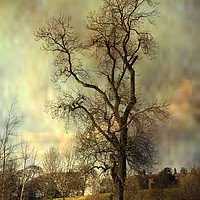 Buy canvas prints of Tall tree. by Irene Burdell