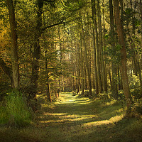 Buy canvas prints of Sunlight in the woods by Irene Burdell