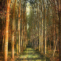 Buy canvas prints of Arch of Trees.  by Irene Burdell