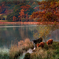 Buy canvas prints of Rydal Cows by Irene Burdell