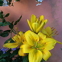Buy canvas prints of Lilies by Irene Burdell