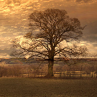 Buy canvas prints of The Lone Tree by Irene Burdell