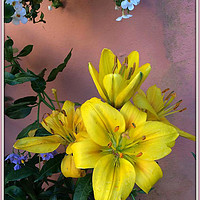 Buy canvas prints of Lilies. by Irene Burdell