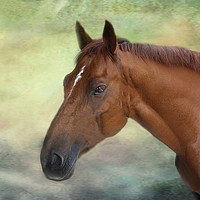 Buy canvas prints of Race Horse. by Irene Burdell
