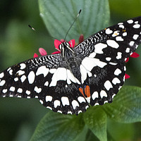 Buy canvas prints of Swallowtail Butterfly, by Irene Burdell