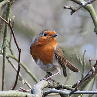 Buy canvas prints of The Robin  by Irene Burdell