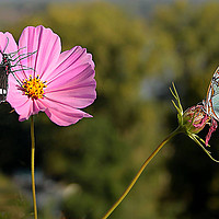 Buy canvas prints of Cosmos and butterflies  by Irene Burdell