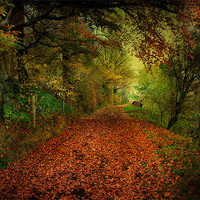 Buy canvas prints of Autumn by Irene Burdell
